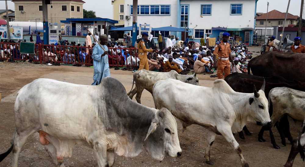 Armed cattle thieves kill 88 people in northwest Nigeria