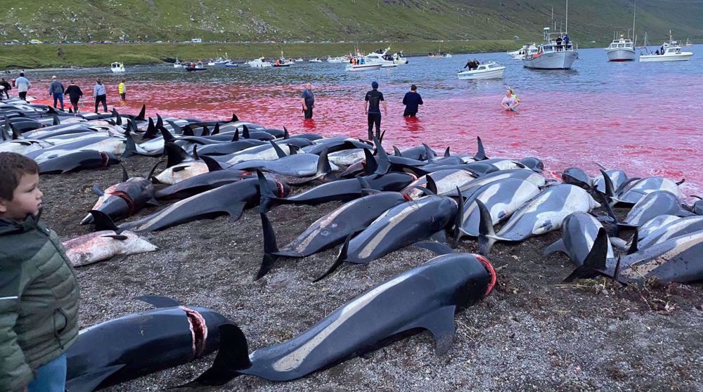 Over 1,400 dolphins killed in Faroe Islands, drawing widespread backlash