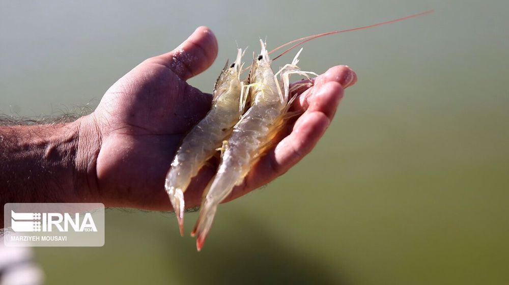 Iran eyes major rise in shrimp exports to China