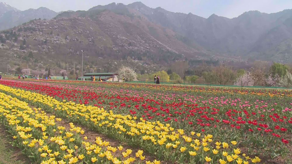 Asia's largest tulip garden re-opens in Indian-controlled Kashmir