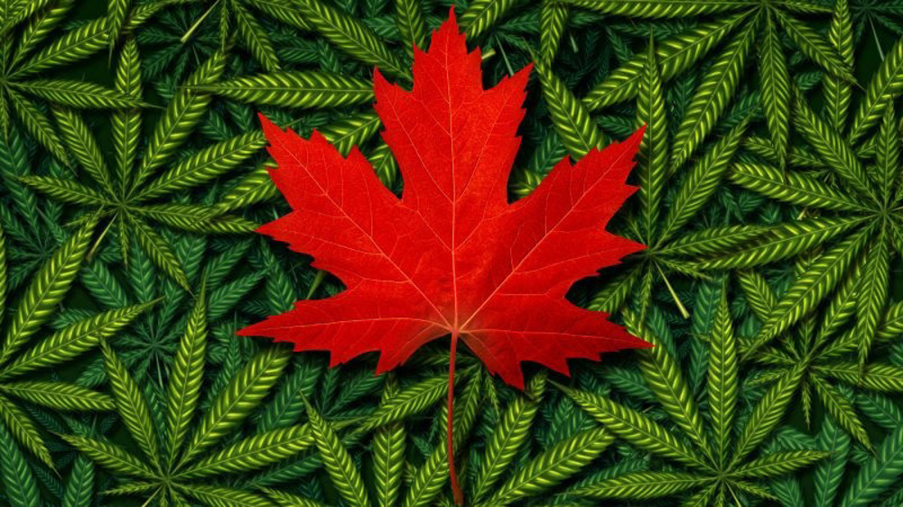 The Canadian Cannabis epidemic 