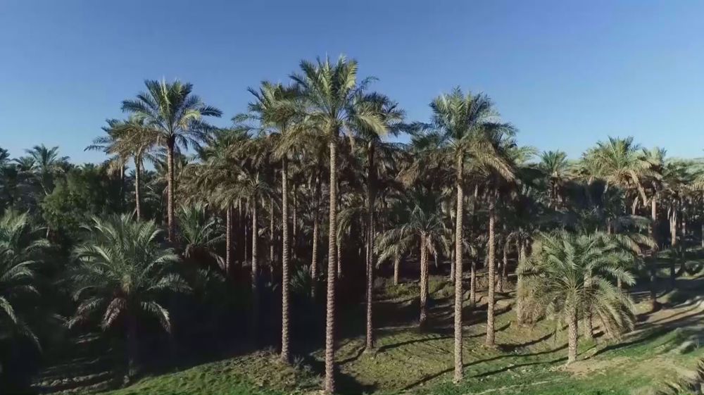 Palm trees in Bushehr