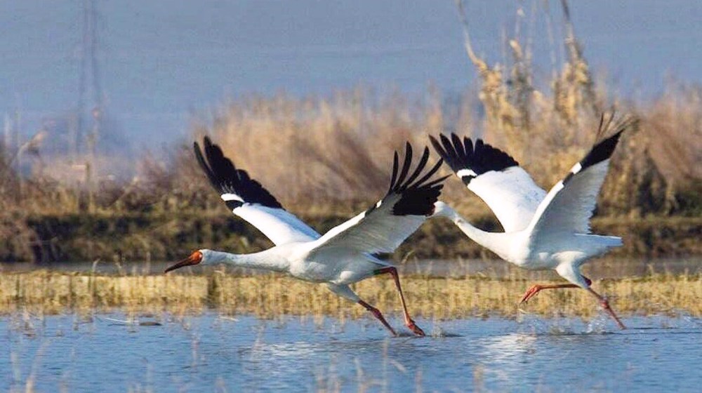 ‘Omid’, last surviving Siberian crane, leaves Iran after wintering with ‘Rouya’ 
