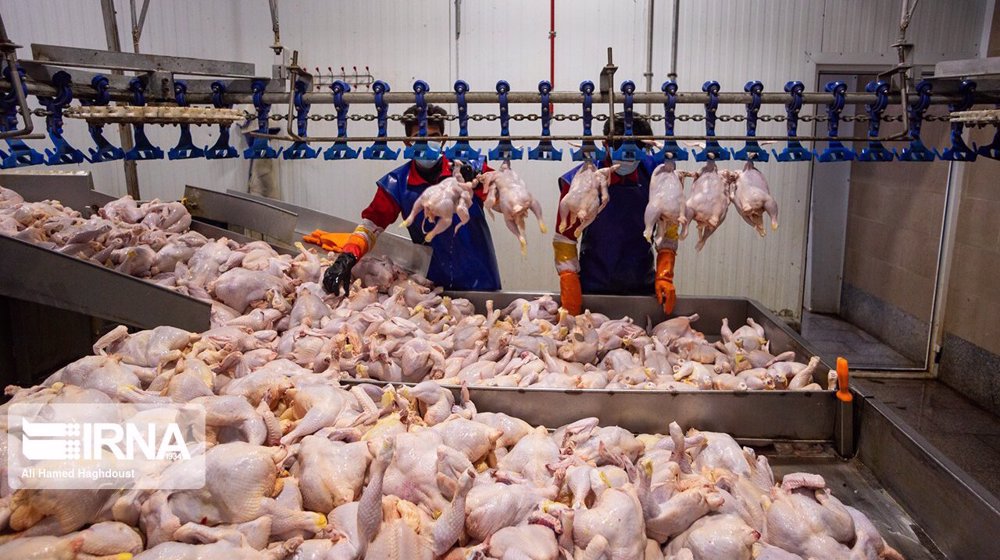 Iran poultry output down 27% y/y in April
