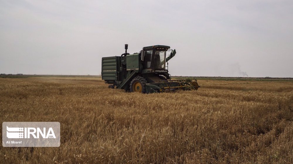 Iran’s wheat output to rise 10% to 14.5 mln mt: USDA