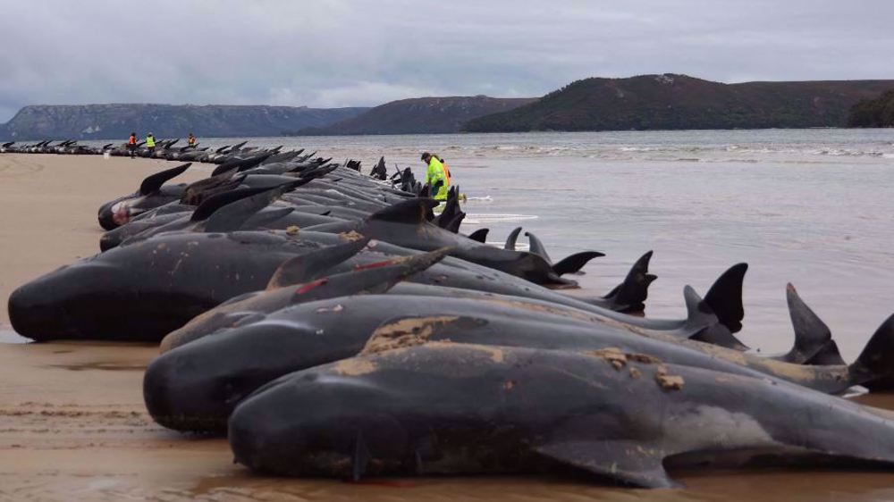 More than 50 pilot whales have died in Scotland: Report