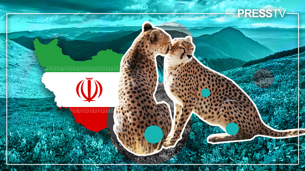 Battle to save last remaining Asiatic cheetahs on earth continues in Iran