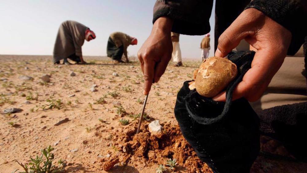 36 Syrians killed in armed attack on truffle gatherers in Deir al-Zour: Report
