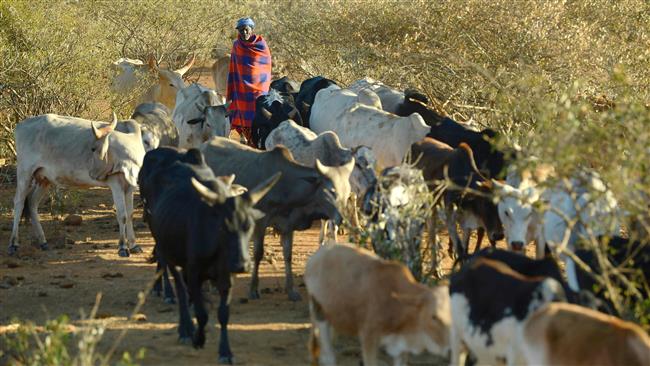 Tanzania, Kenya in diplomatic spat over cows, chickens