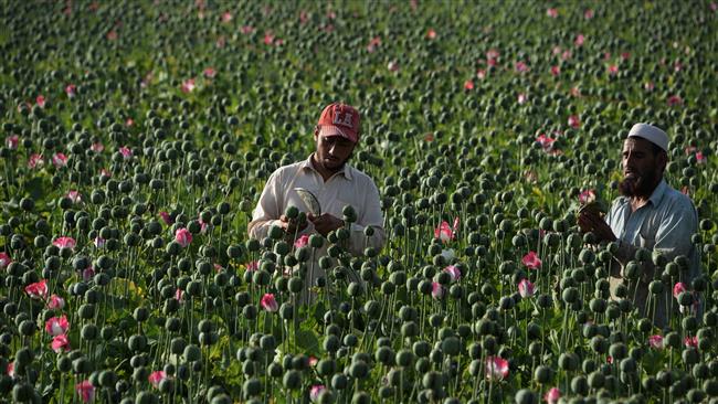 'Afghanistan opium production almost doubled in 2017'