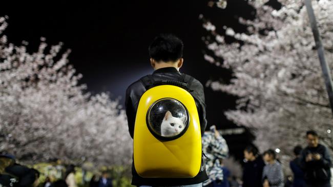 China’s expected surge in pets spending draws criticism 