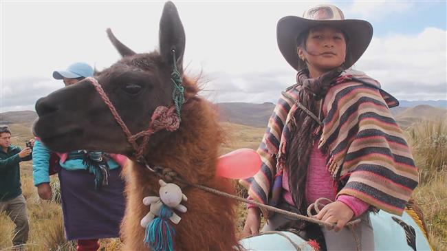 Llamazing race! Ecuadorian kids dash to finish line