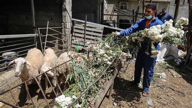 Gaza farmers feed flowers to sheep as lockdown leads to lack of demand
