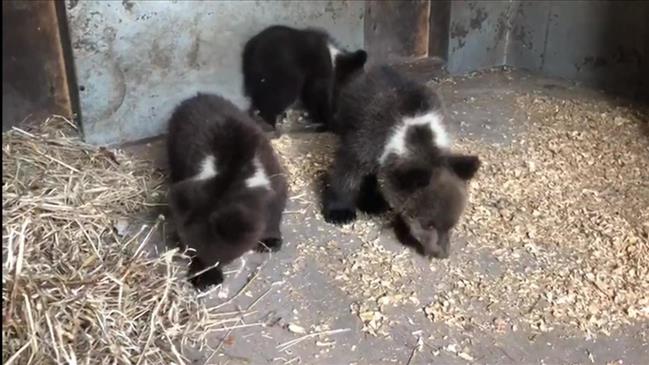 Orphan bear cubs taken to Siberian wildlife rehab