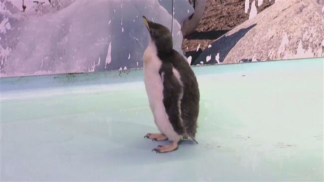 Mexico's zoo boats first locally-born Antarctic penguin