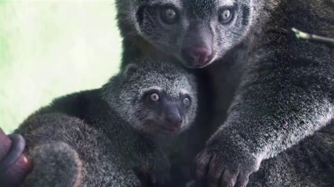 Polish zoo celebrates birth of rare marsupial bear cuscus