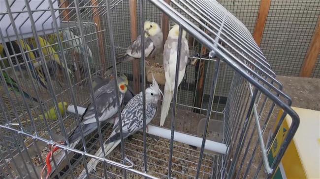 Paris closes its historical bird market to prevent trafficking 