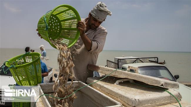 Iran reports 41% surge in wild shrimp catch