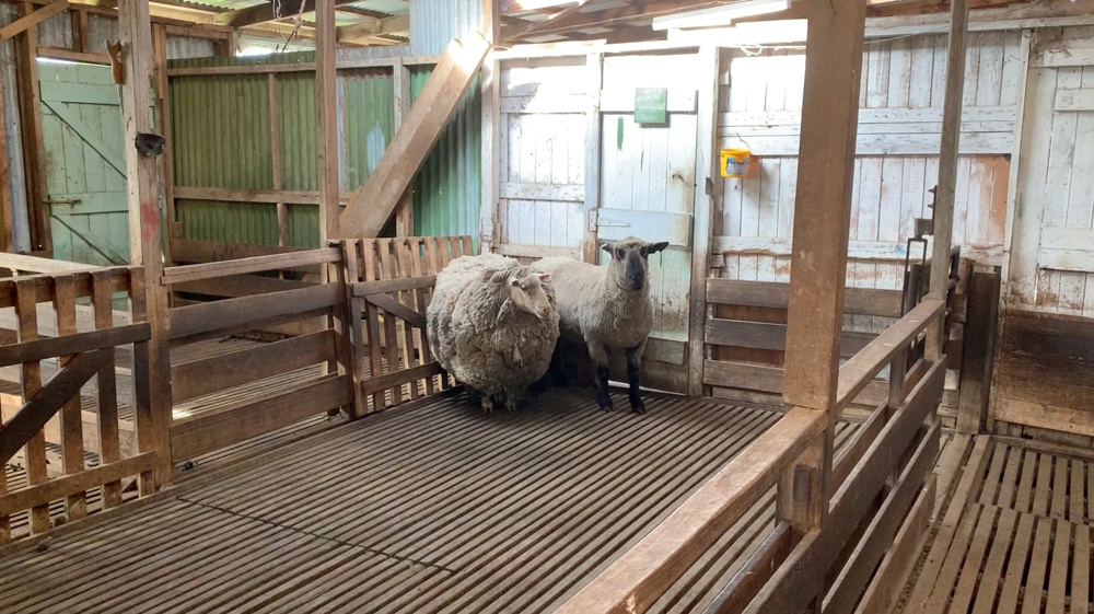 Sheep missing for seven years fleeced for charity