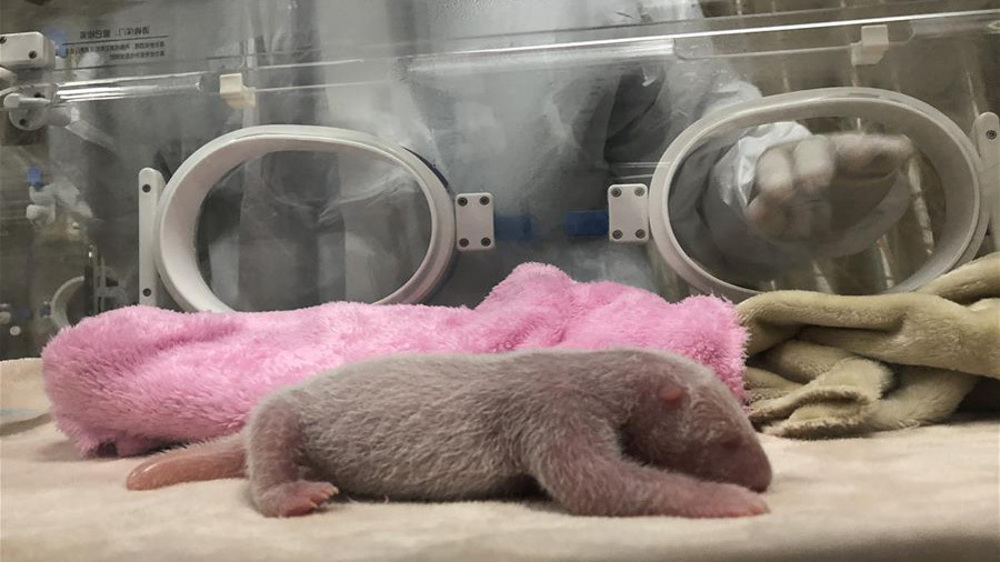 China's panda breeding base welcomes its heaviest newborn cub