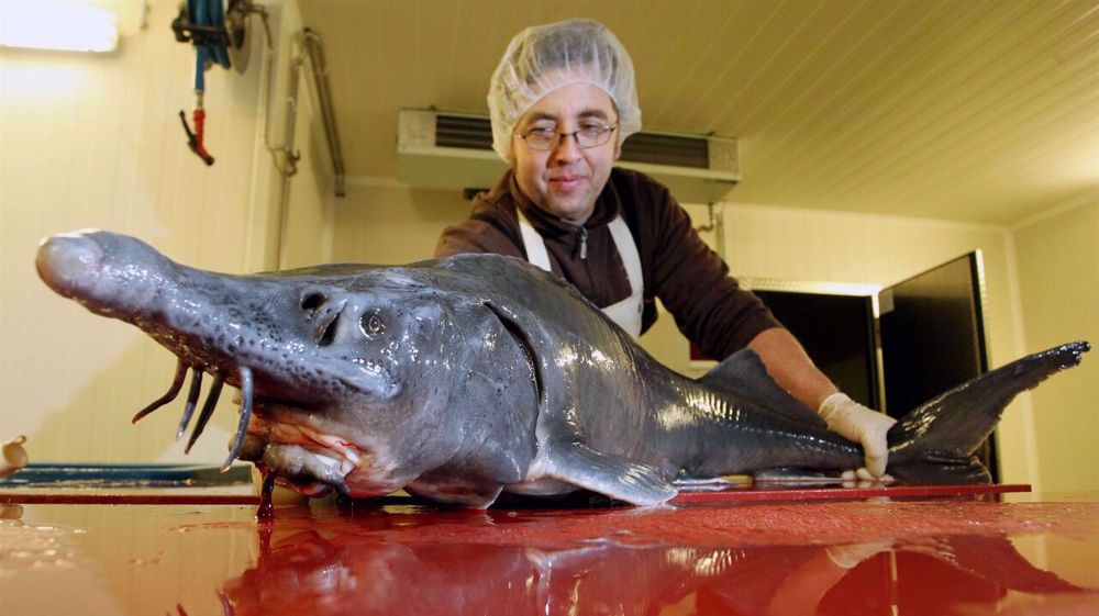 ‘Iran has world’s second largest caviar output’