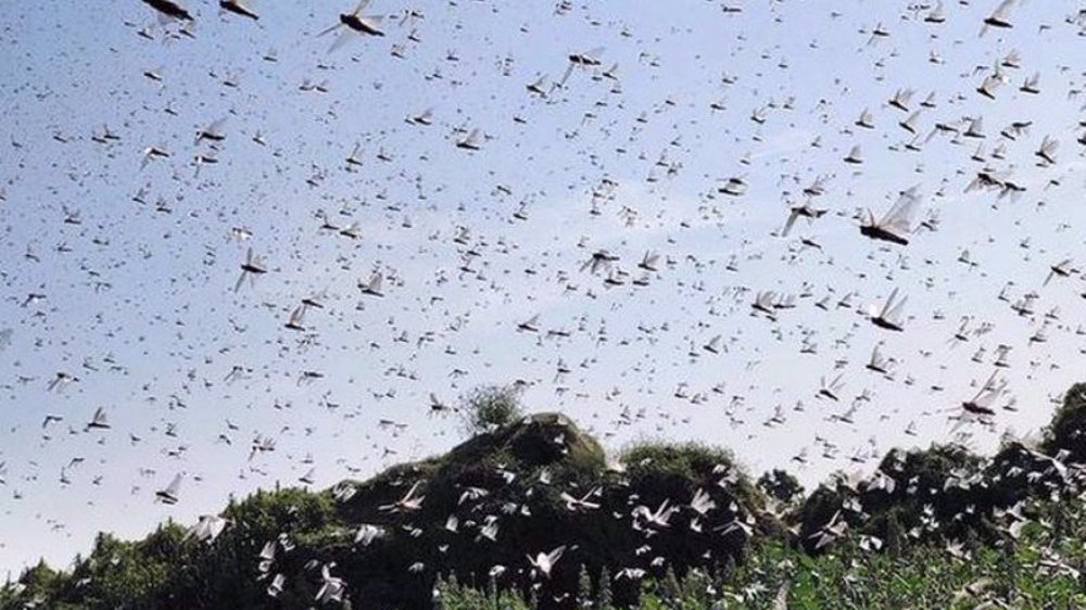 Desert locusts invade Gurugram, satellite city of India’s capital