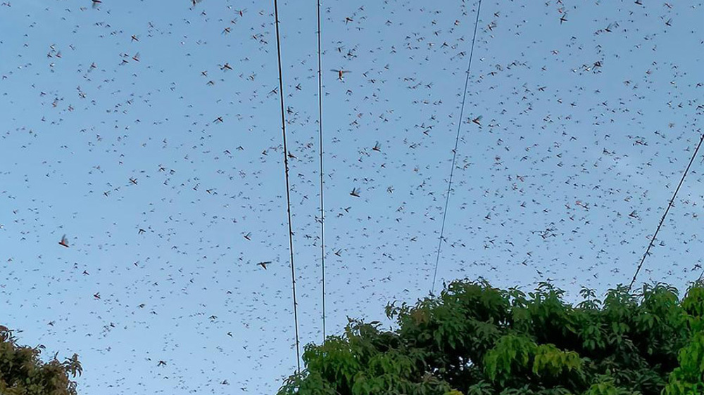 Thousands of Pakistani soldiers battle locust invasion
