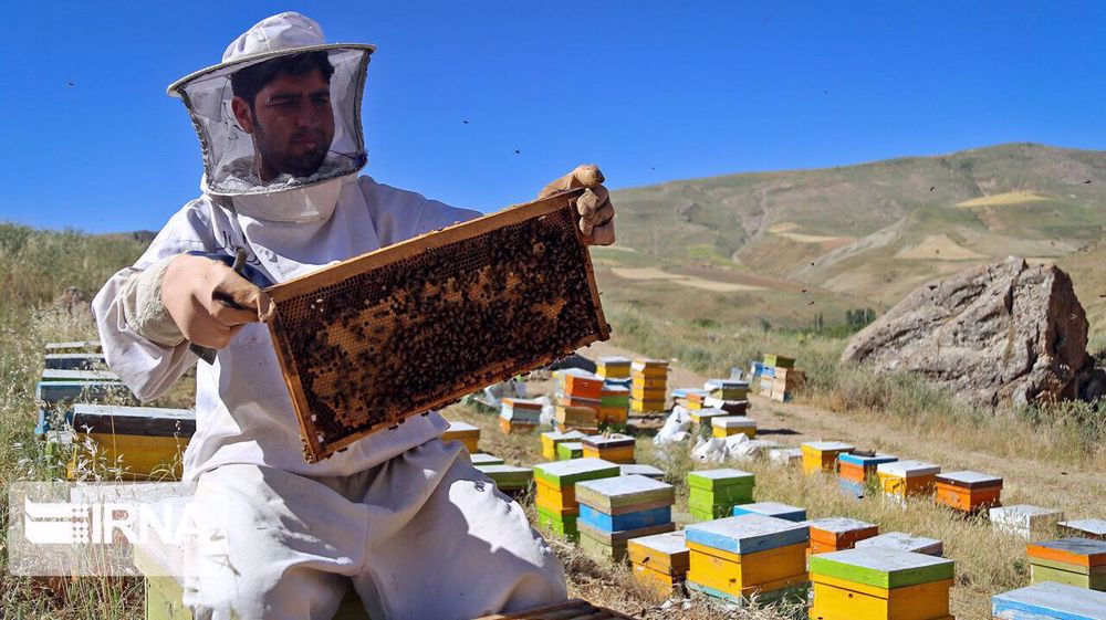Iran world’s fourth largest producer of honey: Official