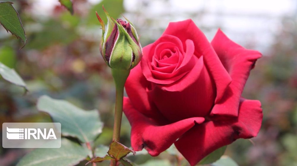 Netherlands keep importing Iranian roses despite virus surge