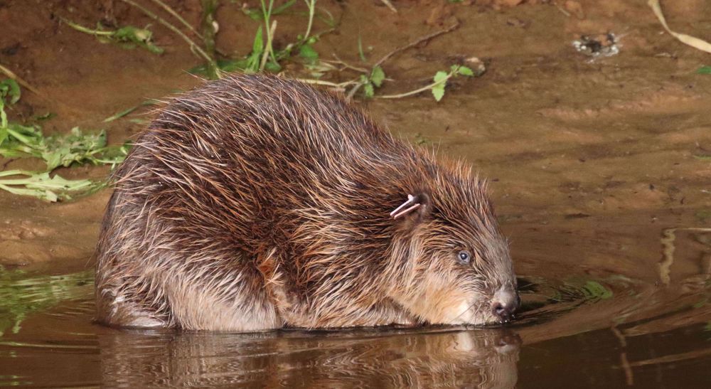 Press TV The Lite Bulletin