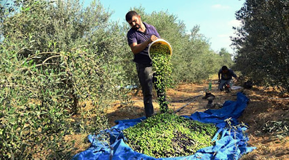 Olive harvesting begins in Gaza amid the crippling Israeli blockade