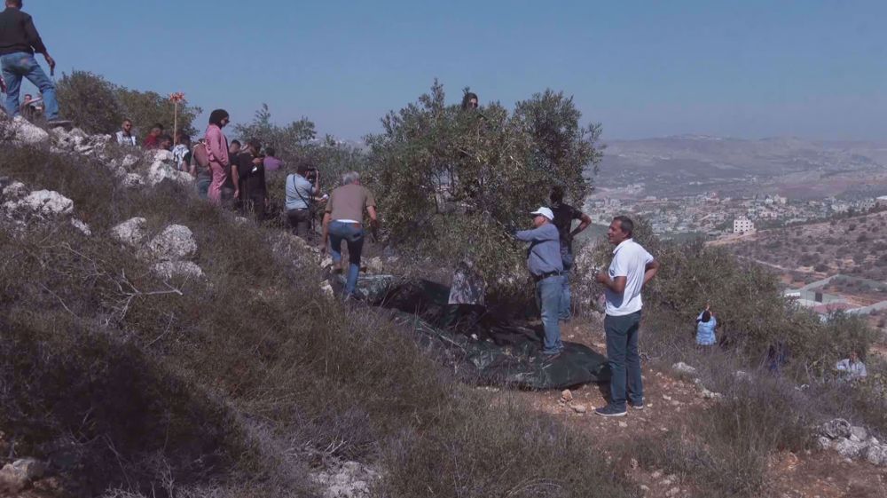 Settlers attack olive trees during harvest season, campaigns launched to help farmers