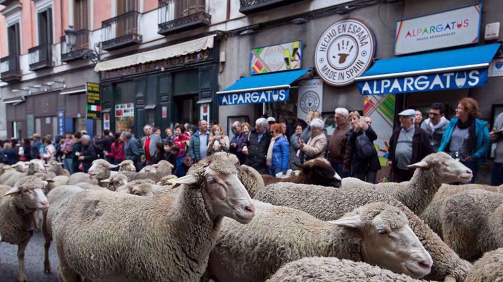 Flocks of sheep take over central Madrid during annual migration