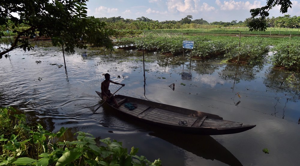 Floating farms, salt-resistant rice: Bangladeshis adapt to survive