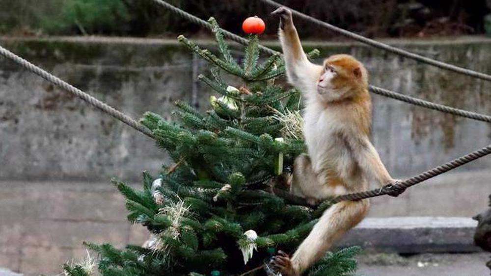 Christmas feast for animals at Berlin zoo