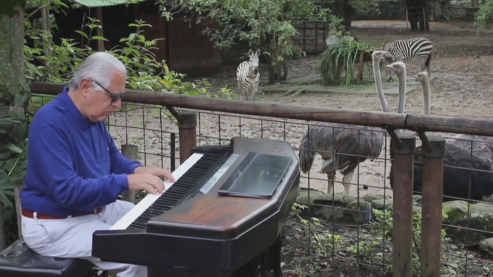 Pianist soothes animals at Colombia zoo with classical tunes