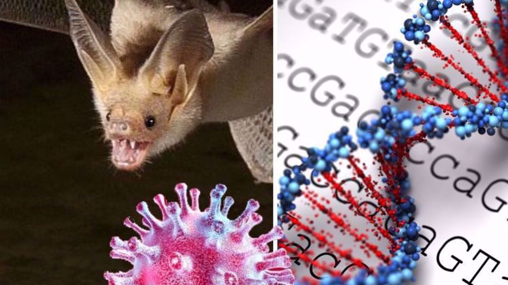 Virus likely jumped to humans from bats through 'missing link' animal: WHO