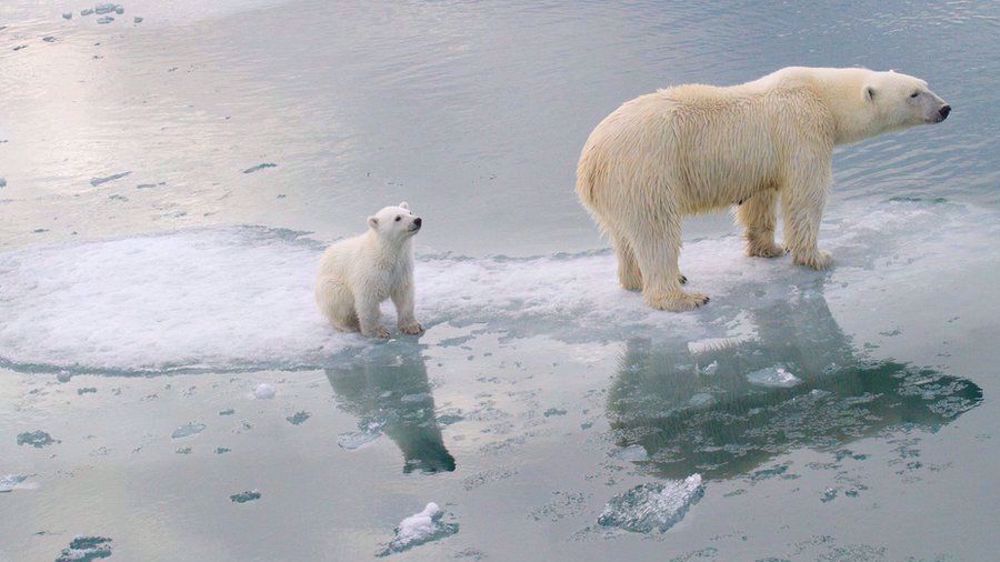 Report: Arctic region warmed three times faster than Earth since 1971