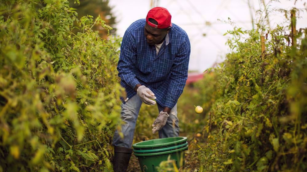 Black farmers express outrage over Biden's 'abysmal failures' to uproot racism