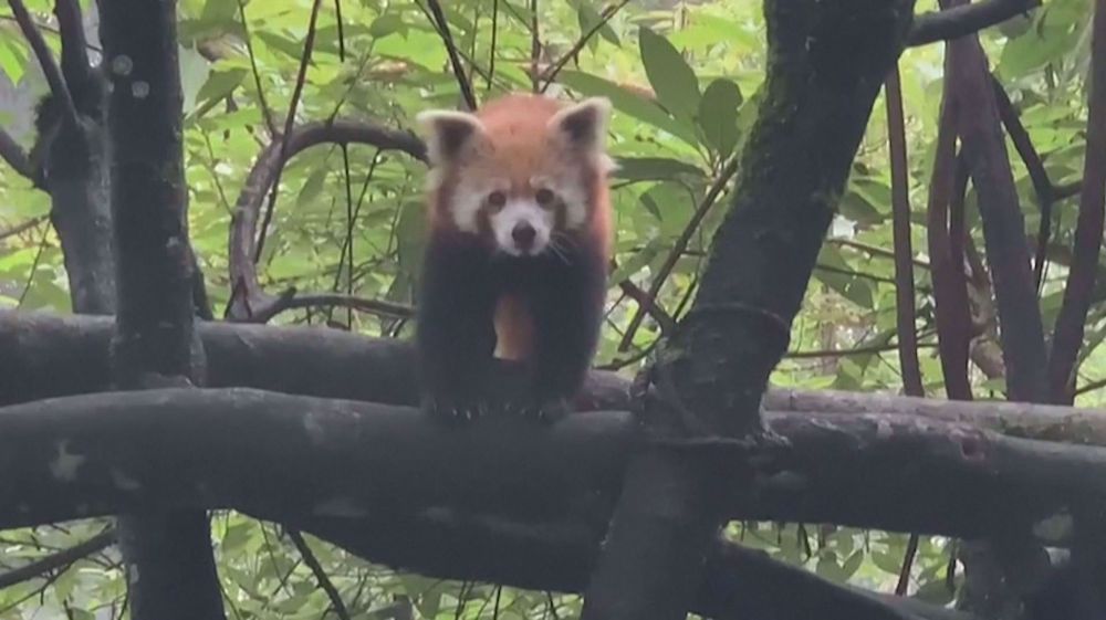 Endangered red panda cubs born in India zoo