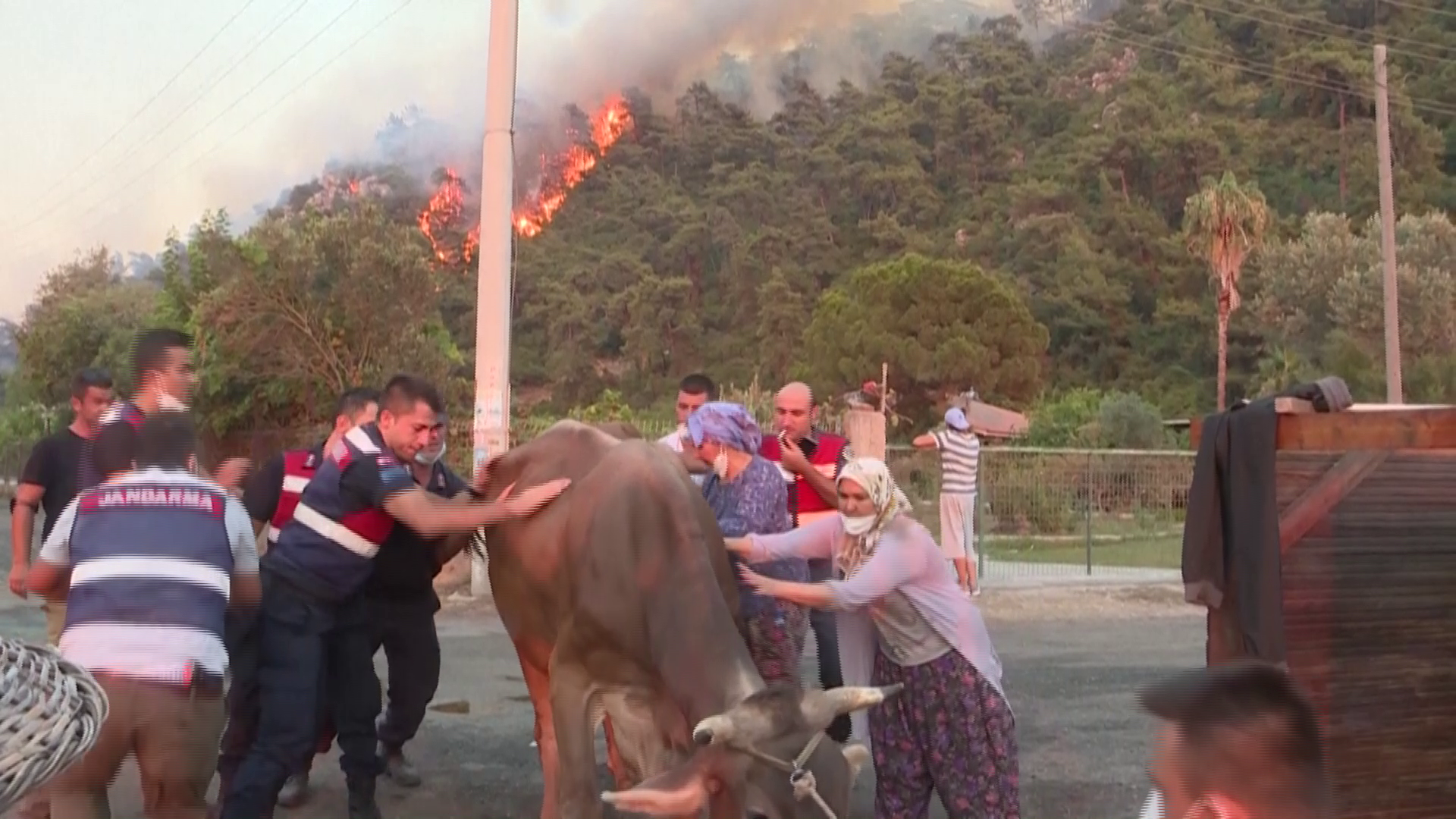 Turkish farmers shelter their cattle on a beach as wildfires rage