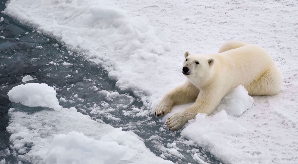 Polar bear on ice floe highlights global warming threat