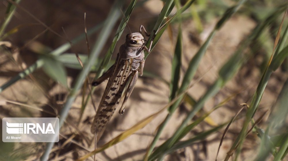 Iran prepared to battle locust in 80k hectares of farms