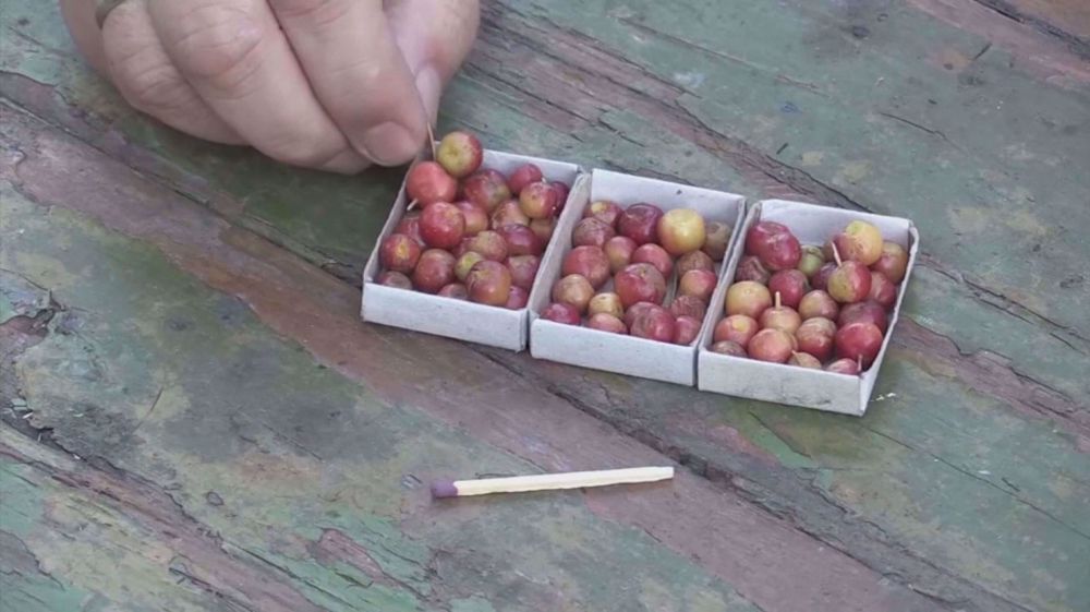 Russian gardener harvests pearl-sized apples self-adopted to Siberian weather 