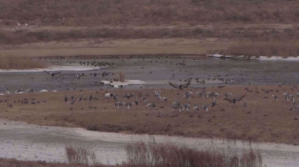 South Koreans enjoy bird watching near DMZ
