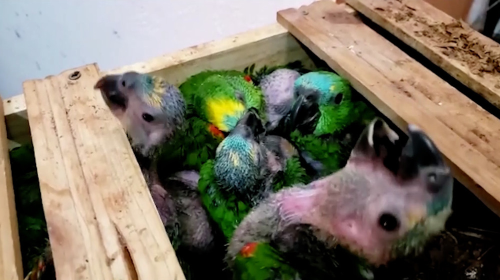 Police stop truck smuggling over 570 parrots in Argentina