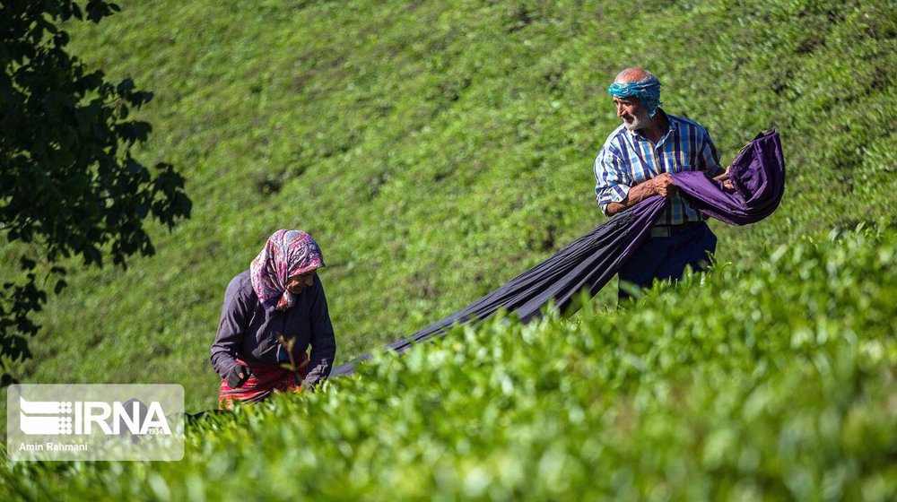 Iran says tea cultivation area expanded by a half in 8 years