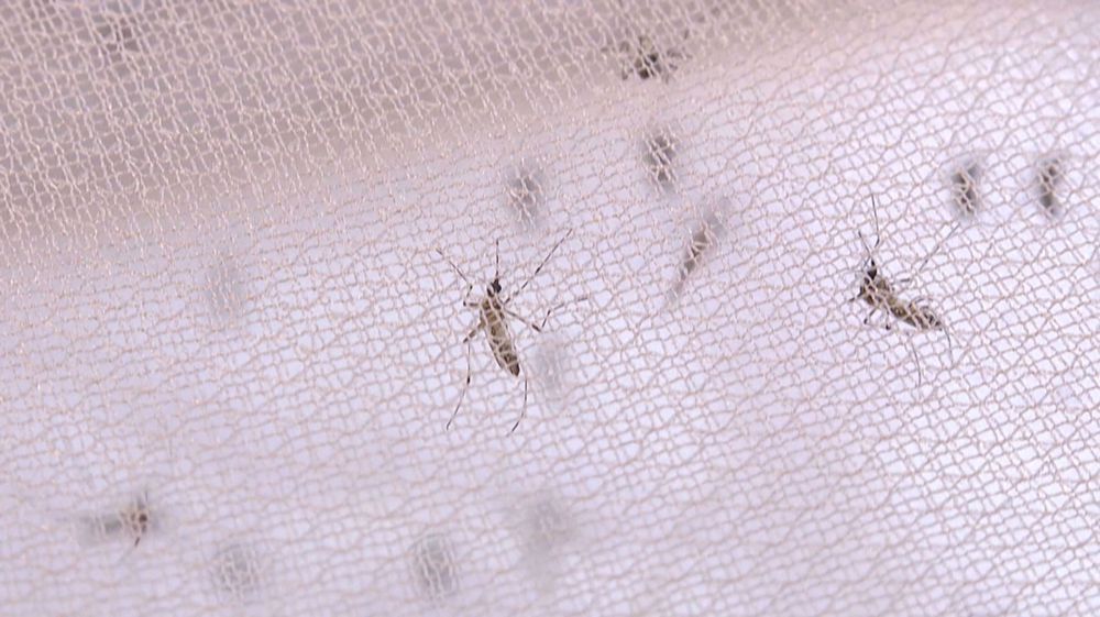 Scientists in Sweden create synthetic blood to attract, kill mosquitoes