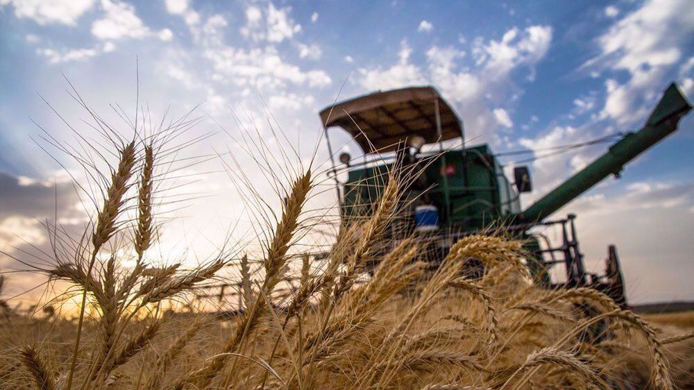 Iran expands contract farming of wheat to nearly 150,000 ha of lands
