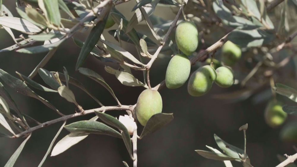 Olive harvesting begins in Gaza